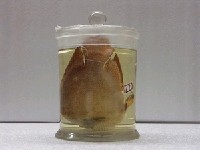 藏品(圖麗魚(地圖魚))的圖片